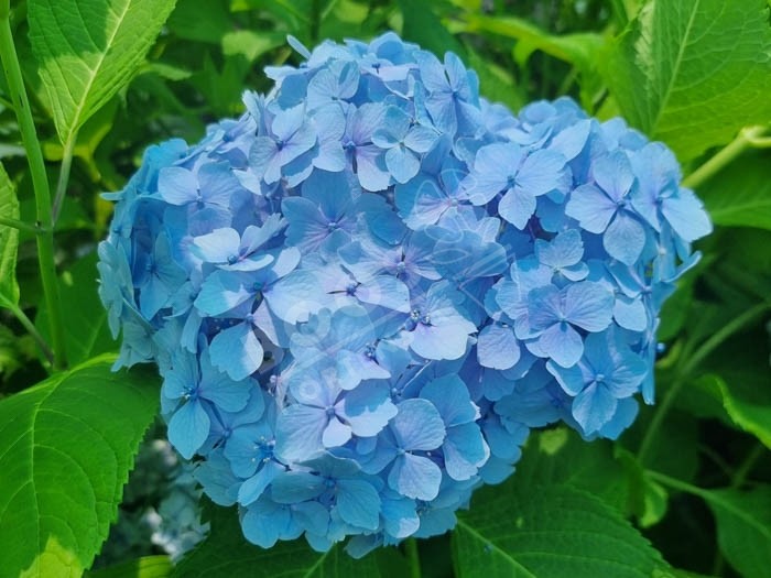HORTENSIA 'Vicomtesse de Vibraye'