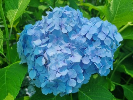 HORTENSIA 'Vicomtesse de Vibraye'