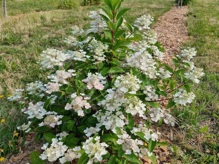 HYDRANGEA paniculata Wim's Red ®