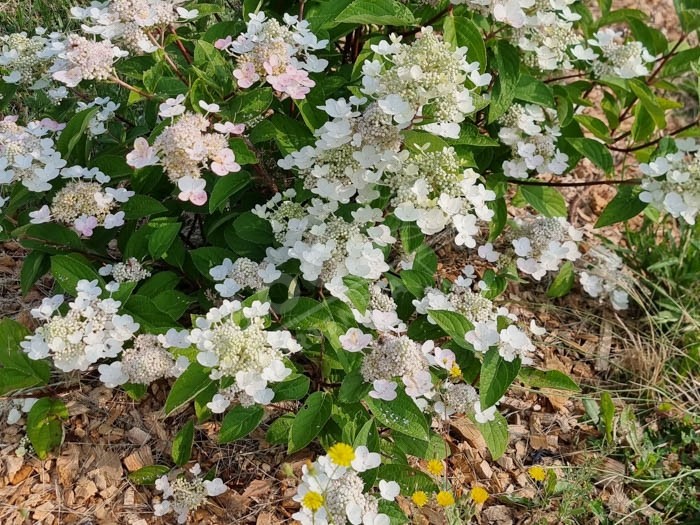 HYDRANGEA paniculata Wim's Red ®