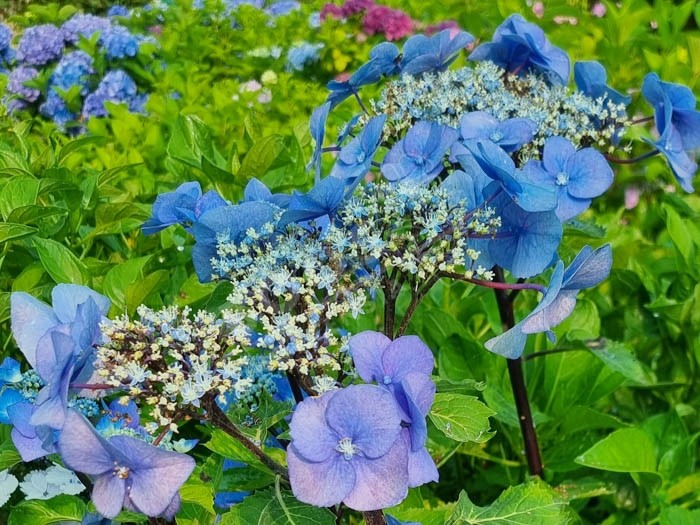 HORTENSIA Zorro ®cultivé en bleu