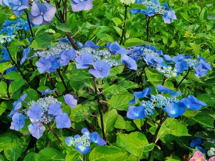 HORTENSIA Zorro ®cultivé en bleu