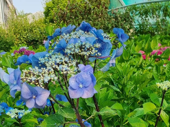 HORTENSIA Zorro ®cultivé en bleu