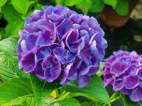 HORTENSIA bleu Rathen ®