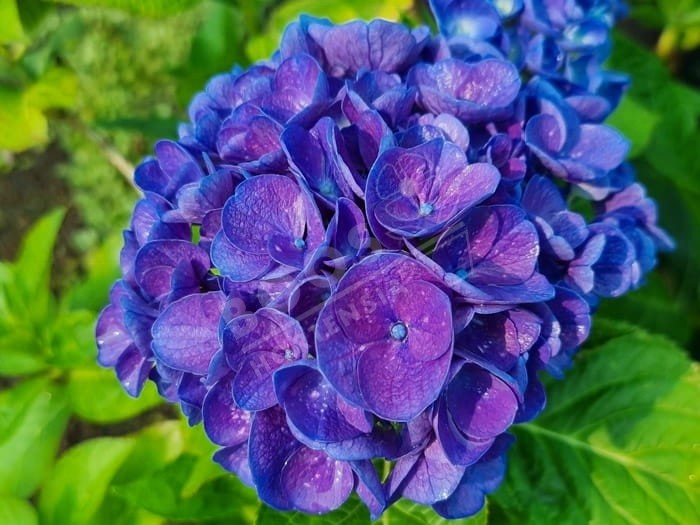 HORTENSIA bleu Rathen ® fleur gros plan