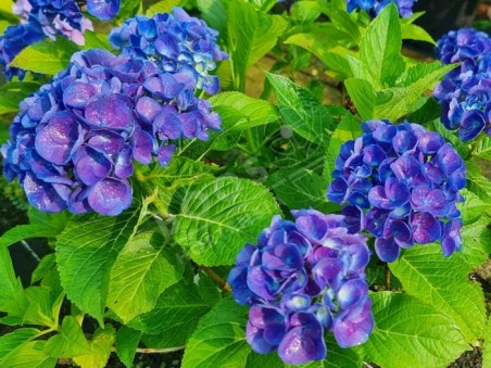 HORTENSIA bleu Rathen ®