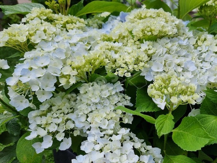 Hortensia Hopaline cultivé en bleu