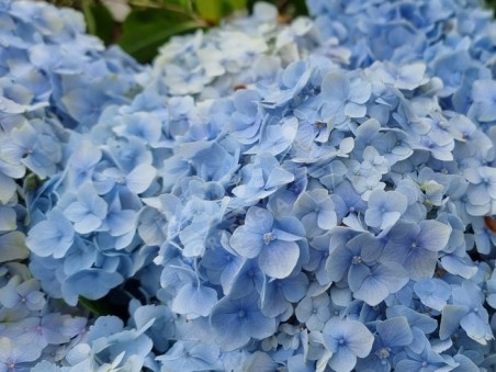 Hortensia Hopaline cultivé en bleu
