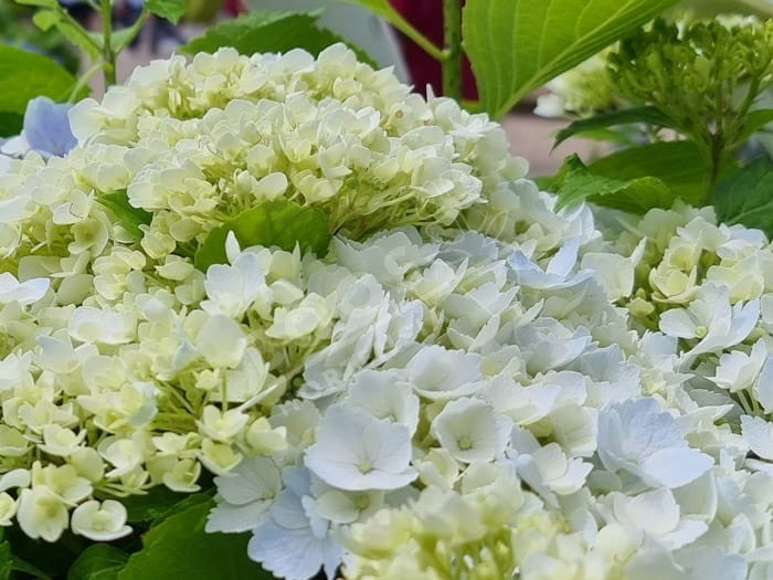 Hortensia Hopaline cultivé en bleu