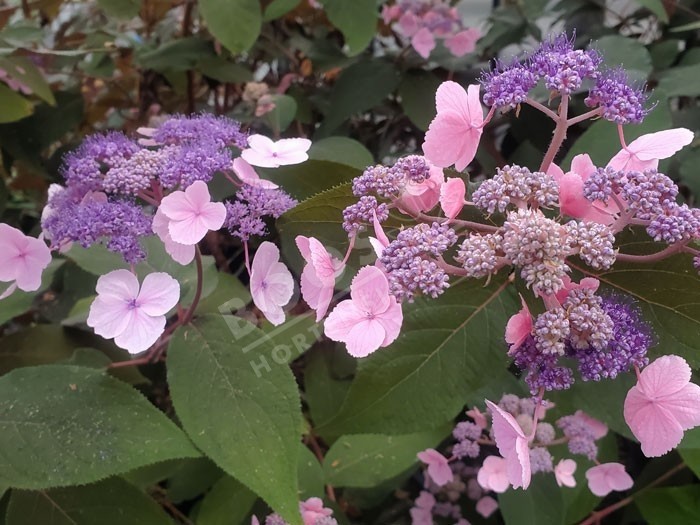 Hydrangea aspera Hortensia HYDREAM CHOCOLATE , fleurs roses