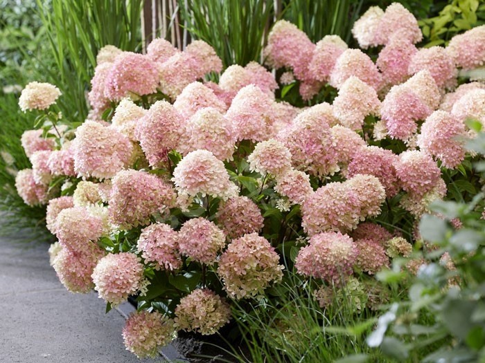 HYDRANGEA paniculata Living...