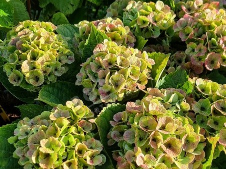 Hortensia Kalei en fanaison