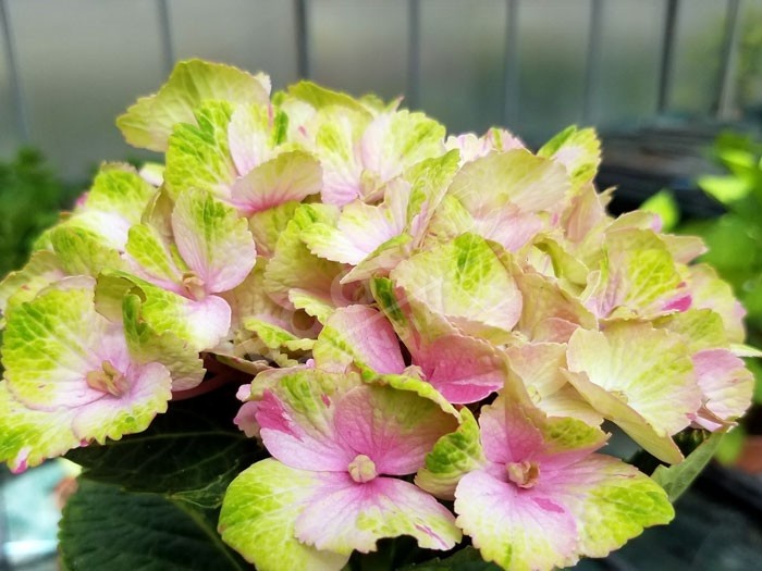 Hortensia Kalei nouveauté étonnante