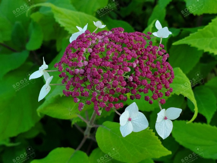 Hortensia arborescens Red Hollow Road en début de floraison