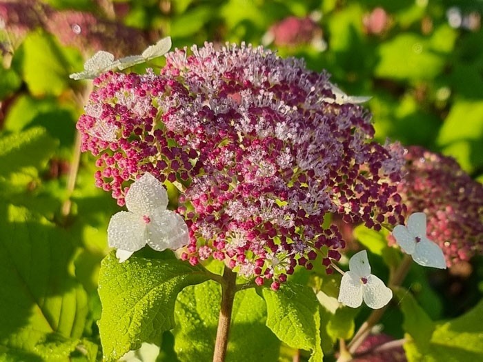 Hortensia arborescens Red Hollow Road  fleur épanouie