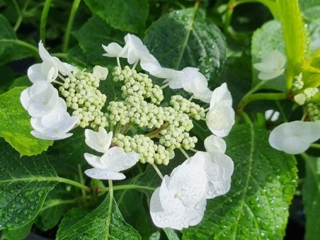 Fleur blanche d'hortensia Hydream Starlight