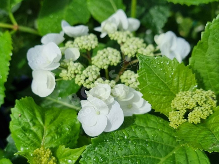 zoom sur fleur d'hortensia hydream starlight