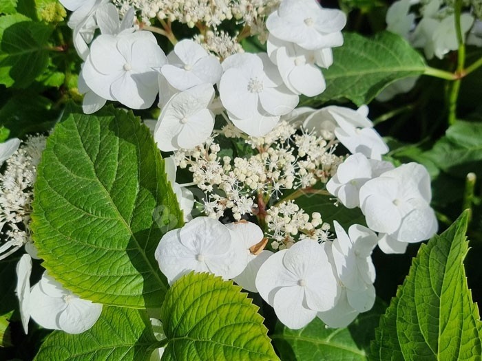 Nouveauté variété d'hortensia à tete plate fleurs blanche , hydream starlight