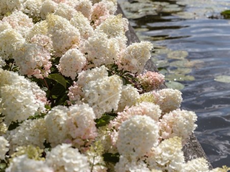 HYDRANGEA paniculata Living Little Blossom ®