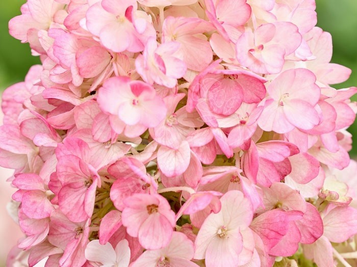HYDRANGEA paniculata Living Little Blossom ®