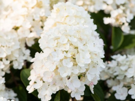 HYDRANGEA paniculata Living Little Blossom ®