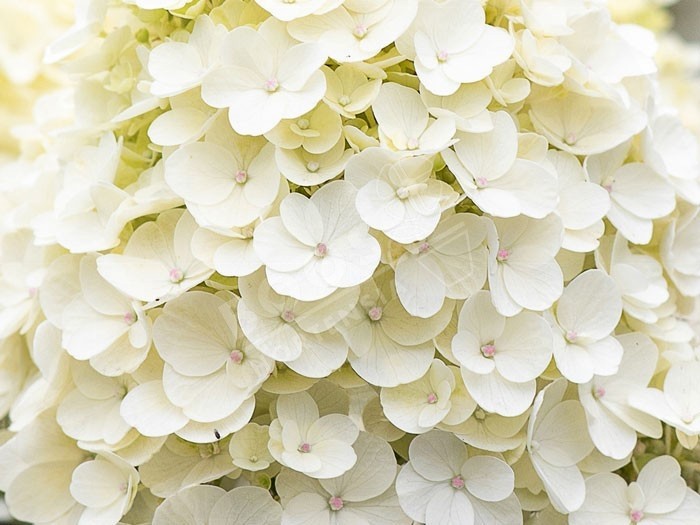 HYDRANGEA paniculata Living Little Blossom ®