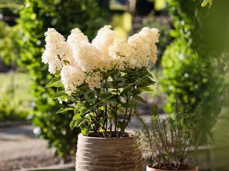 HYDRANGEA paniculata Living Little Blossom ®