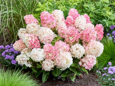 HYDRANGEA paniculata Living Little Blossom ®