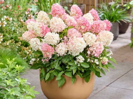 HYDRANGEA paniculata Living Little Blossom ®