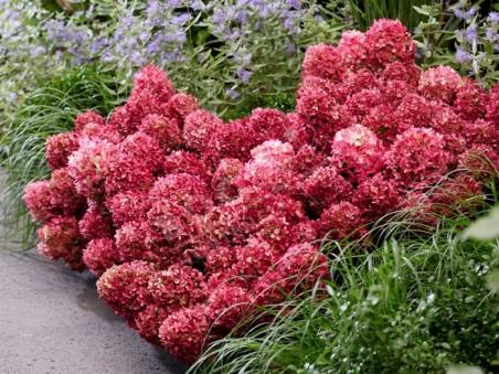 HYDRANGEA paniculata Living Little Rosy ®