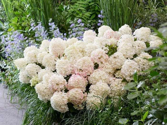 HYDRANGEA paniculata Living Little Rosy ®