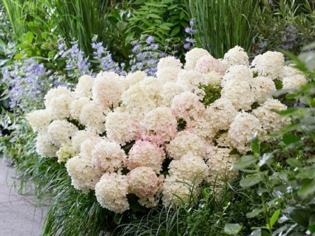HYDRANGEA paniculata Living Little Rosy ®