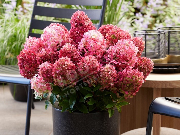 HYDRANGEA paniculata Living Little Rosy ®