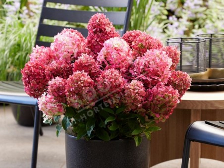 HYDRANGEA paniculata Living Little Rosy ®