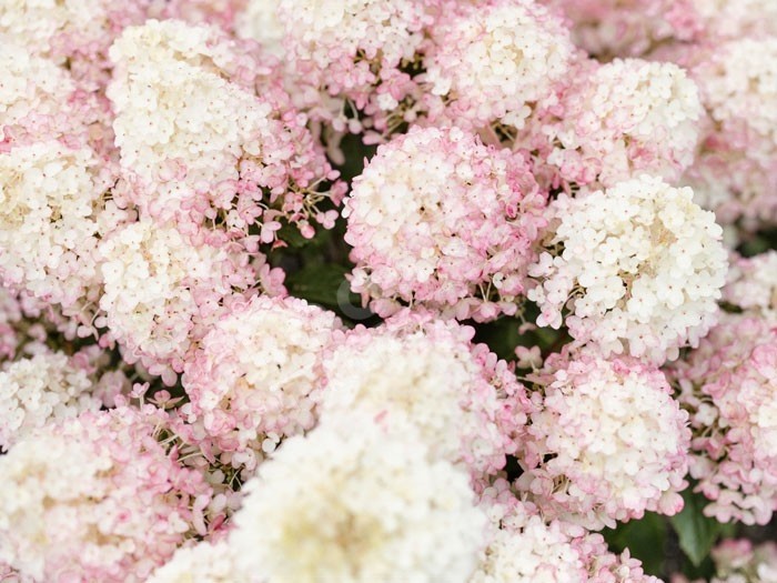 HYDRANGEA paniculata Living Little Rosy ®