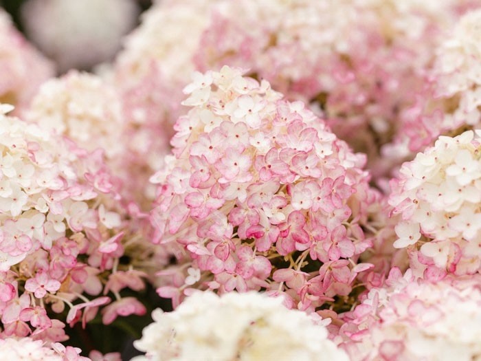 HYDRANGEA paniculata Living Little Rosy ®