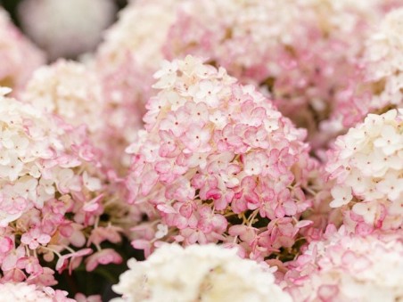 HYDRANGEA paniculata Living Little Rosy ®