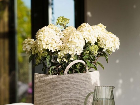 HYDRANGEA paniculata Living Little Rosy ®