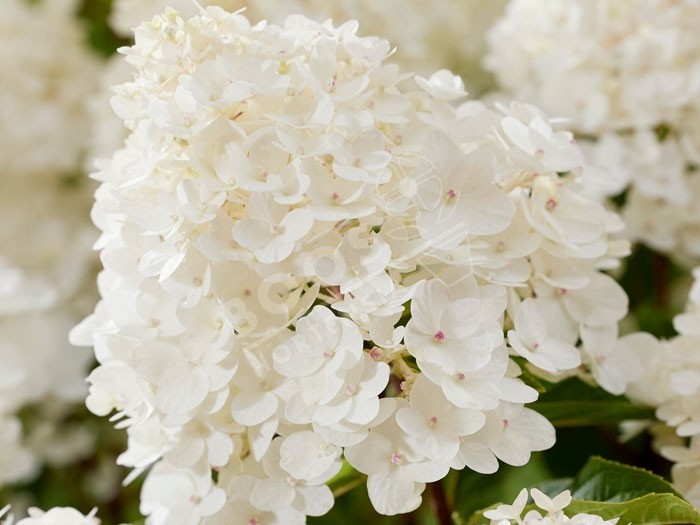 HYDRANGEA paniculata Living Little Rosy ®