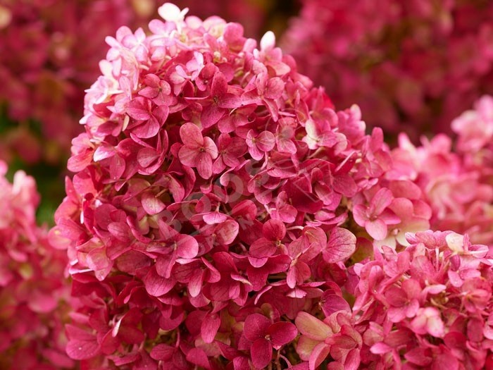 HYDRANGEA paniculata Living Little Rosy ®