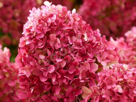 HYDRANGEA paniculata Living Little Rosy ®