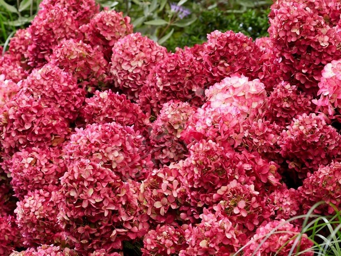 HYDRANGEA paniculata Living Little Rosy ®