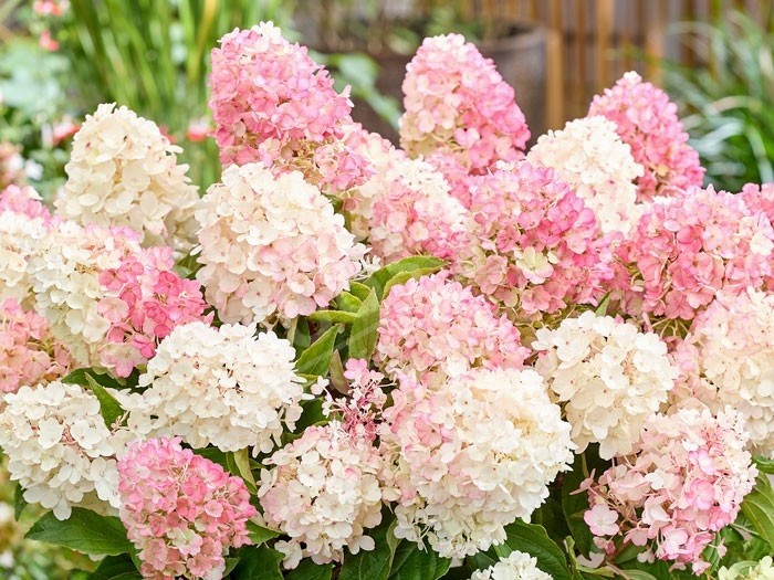 HYDRANGEA paniculata Living Little Blossom ®