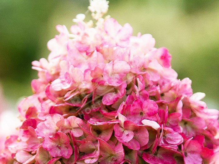 HYDRANGEA paniculata Living Pinky Promise ®