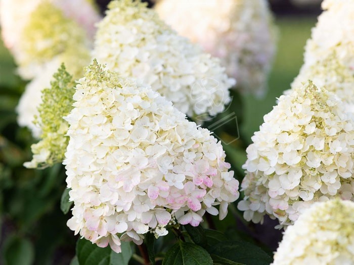 HYDRANGEA paniculata Living Pinky Promise ®