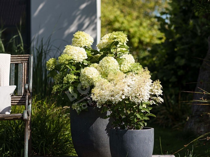 HYDRANGEA paniculata Living Pinky Promise ®