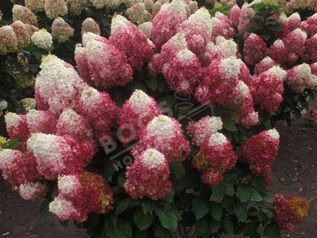 HYDRANGEA paniculata Living Red Velvet ®