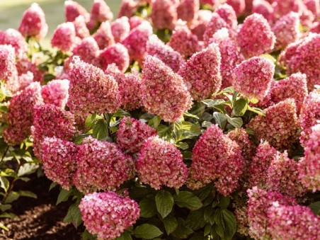 HYDRANGEA paniculata Living Red Velvet ®