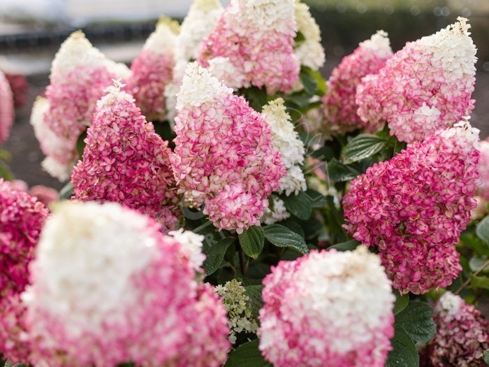 HYDRANGEA paniculata Living Red Velvet ®