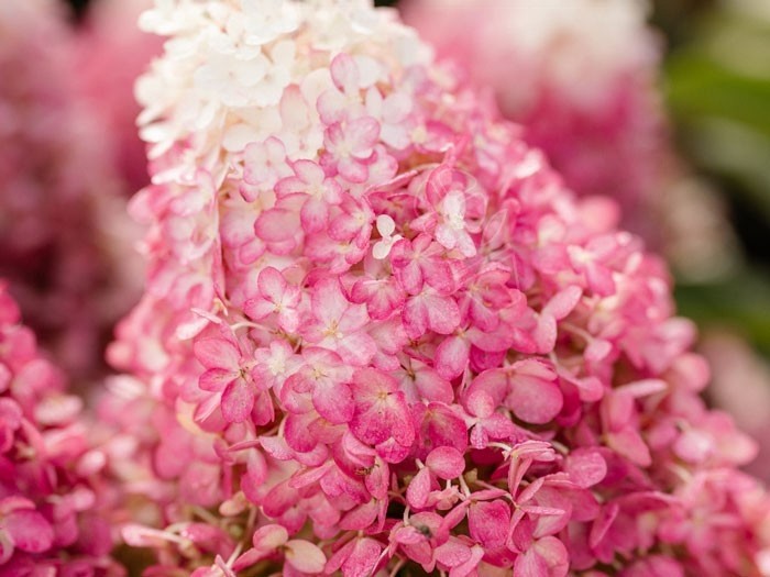 HYDRANGEA paniculata Living Red Velvet ®